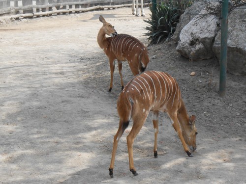 budapest_zoo_2019_073.JPG