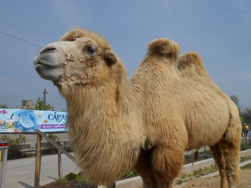 budapest_zoo_2019_075.JPG