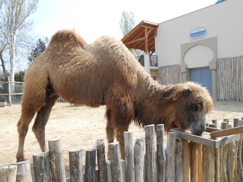 budapest_zoo_2019_076.JPG