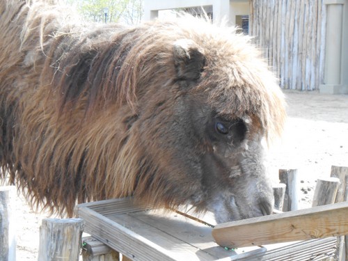 budapest_zoo_2019_077.JPG