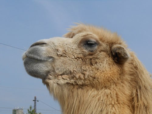budapest_zoo_2019_078.JPG