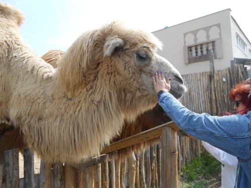 budapest_zoo_2019_079.JPG