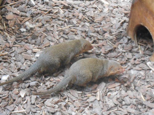 budapest_zoo_2019_080.JPG