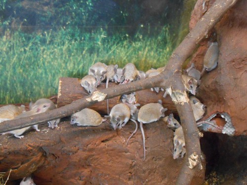 budapest_zoo_2019_081.JPG