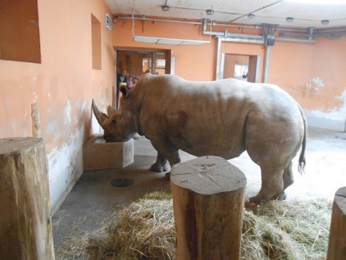 budapest_zoo_2019_083.JPG