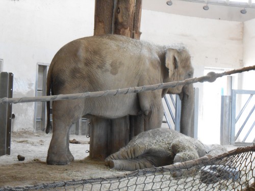 budapest_zoo_2019_084.JPG