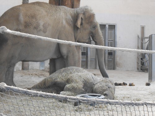 budapest_zoo_2019_085.JPG