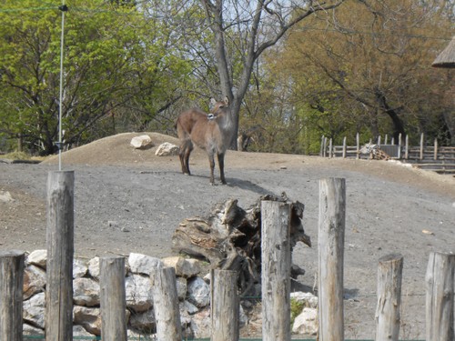 budapest_zoo_2019_086.JPG