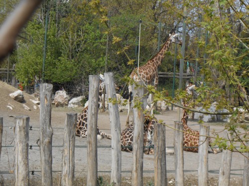 budapest_zoo_2019_087.JPG