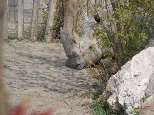 budapest_zoo_2019_088.JPG