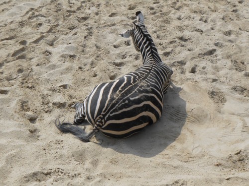 budapest_zoo_2019_089.JPG