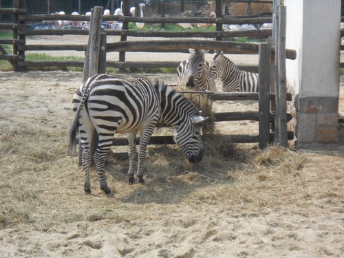 budapest_zoo_2019_090.JPG
