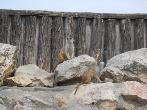 budapest_zoo_2019_092.JPG