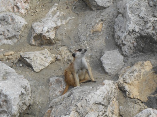 budapest_zoo_2019_093.JPG
