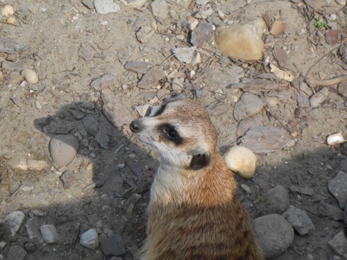 budapest_zoo_2019_094.JPG