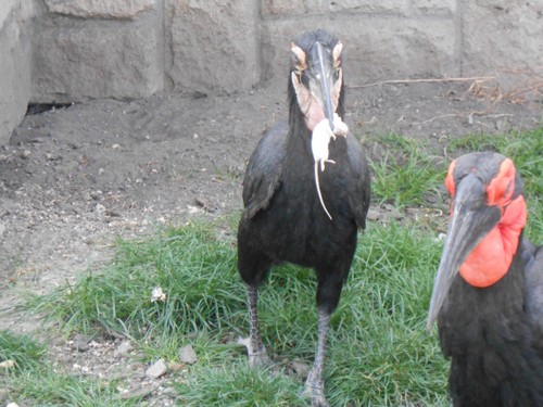 budapest_zoo_2019_095.JPG