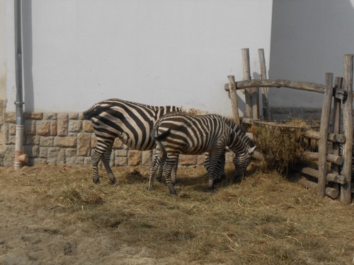 budapest_zoo_2019_096.JPG