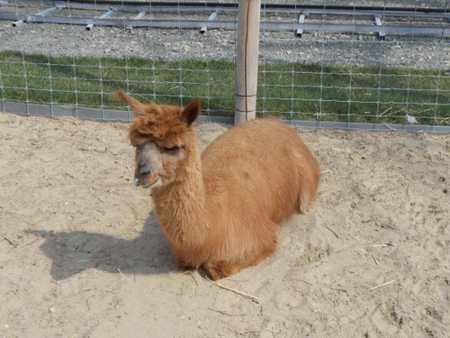 budapest_zoo_2019_097.JPG