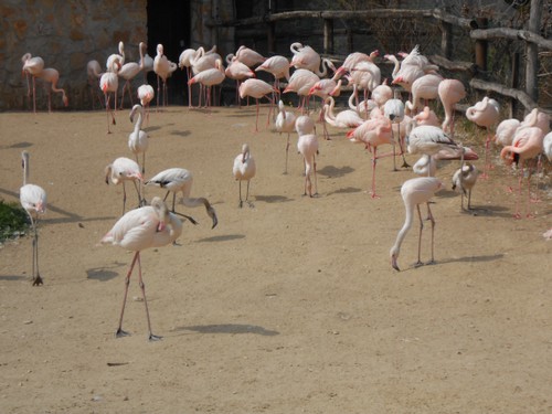 budapest_zoo_2019_098.JPG