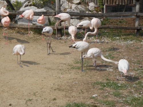 budapest_zoo_2019_099.JPG