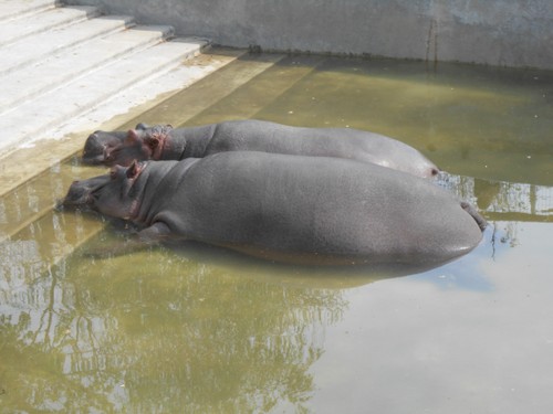 budapest_zoo_2019_100.JPG