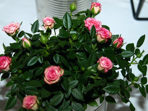 ellinge-forsamlingshus_reception_2019_03.JPG