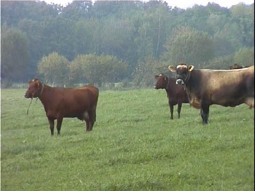 2000 dragedag billedeserier_41.jpg