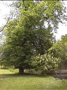2003 Sanderumgaard billedeserier_09.jpg