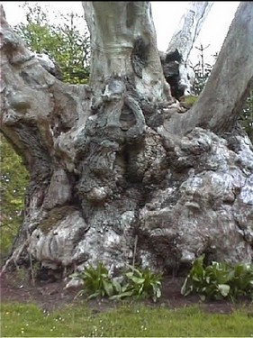 2003 Sanderumgaard billedeserier_19.jpg