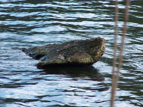 2005  Rønninge Søgaard billedeserier_35.jpg