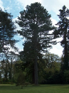2005  Rønninge Søgaard billedeserier_43.jpg