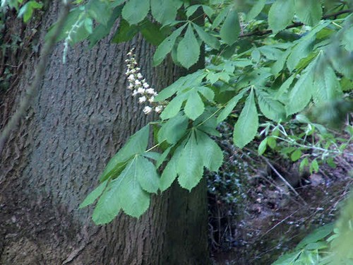 2005  Rønninge Søgaard billedeserier_44.jpg