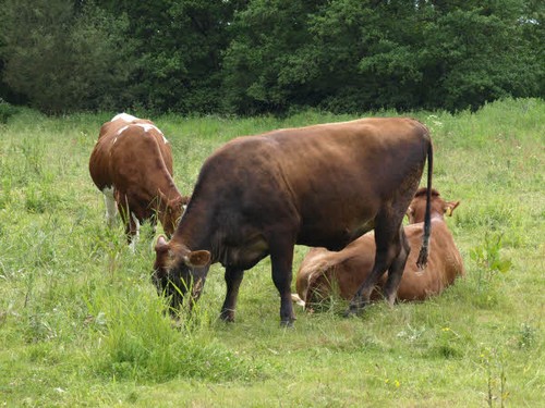 2010 Rolfsted Mølle billedeserier_70.jpg
